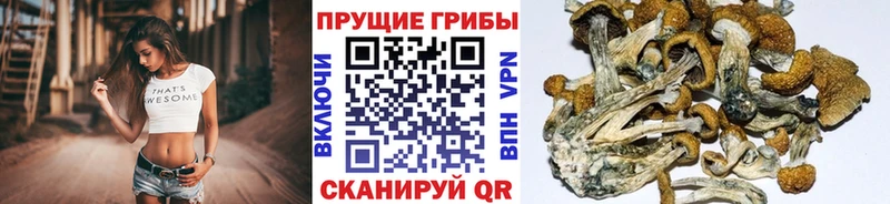 Галлюциногенные грибы GOLDEN TEACHER  продажа наркотиков  Кашин 